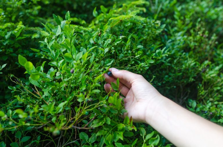 Gathering Berries