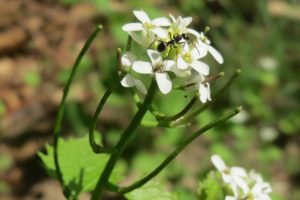 Garlic Mustard