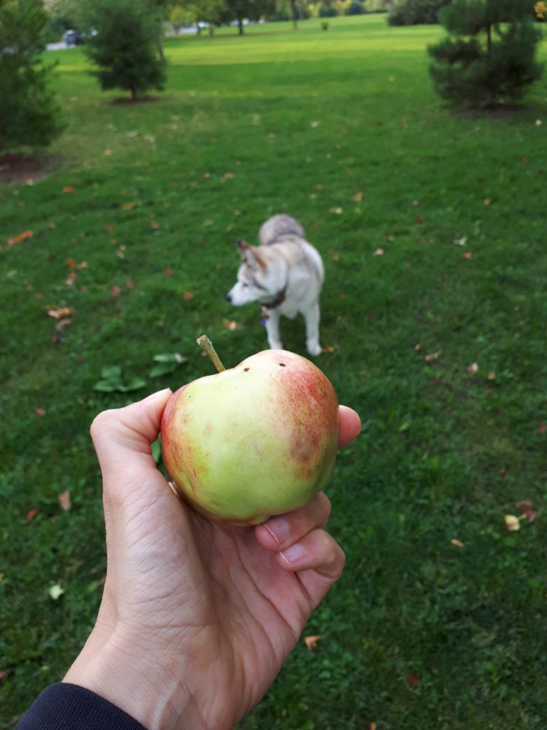 Scabby Apple