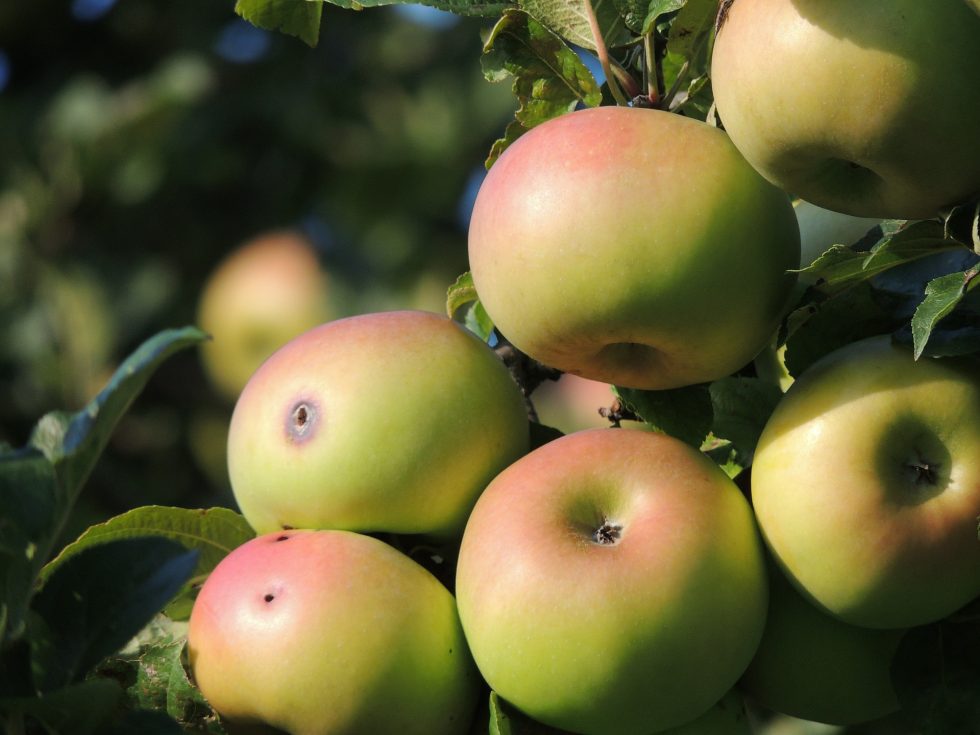 Apple with hole