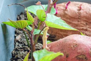 Sweet Potato Vine