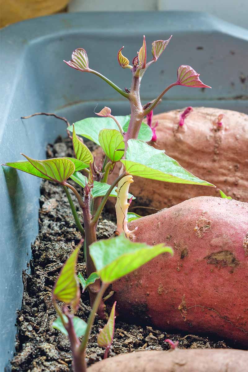 Sweet Potato Vine