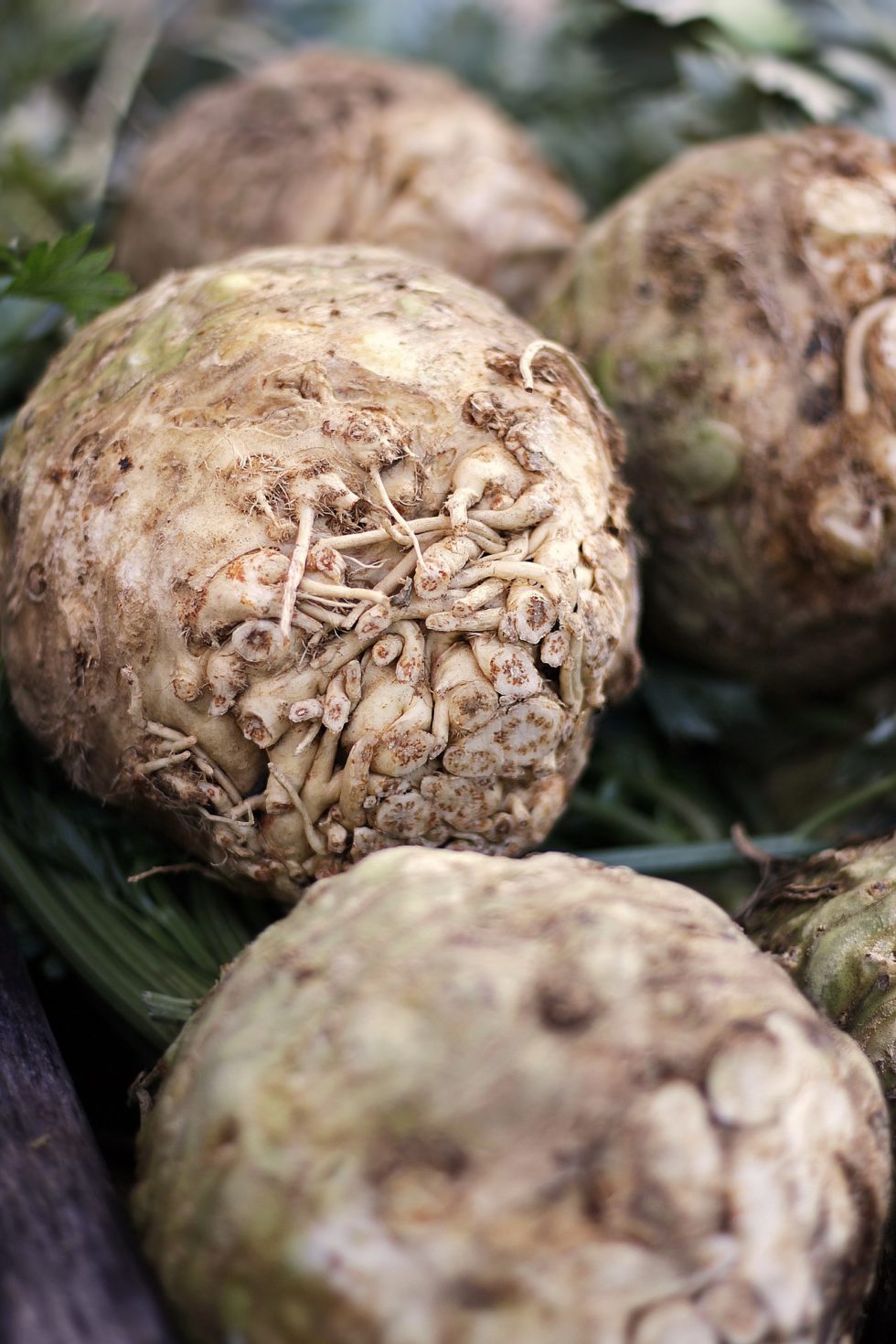 celeriac