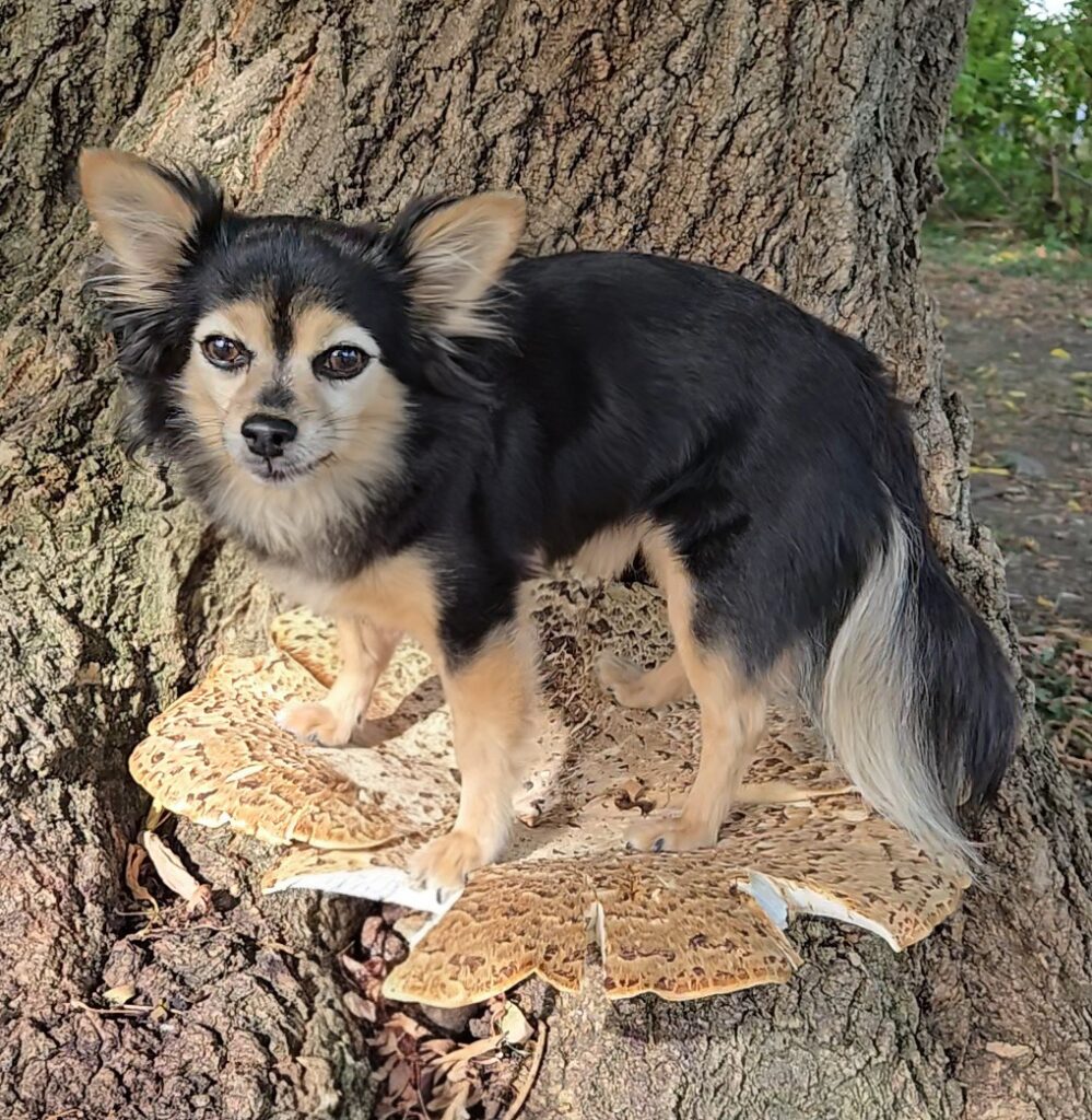 Dog on Dryad's Saddle
