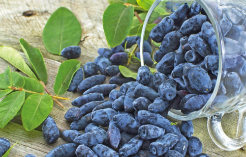 Haskap berries